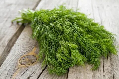 فروش عمده سبزی شوید خشک صادراتی با نازل ترین قیمت